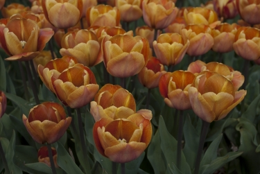 Tulpen Malibu